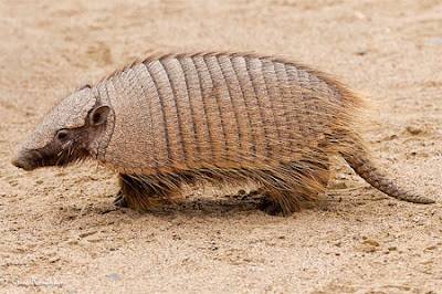 Screaming hairy Armadillo