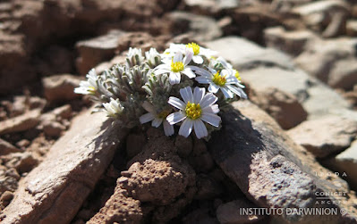 Oriastrum lycopodioides