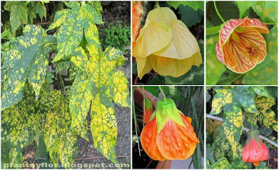 Abutilon pictum
