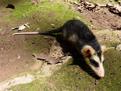 Comadreja overa Didelphis albiventris