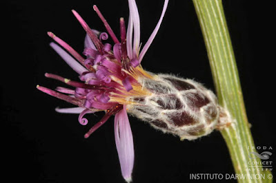 Pular (Aphyllocladus sparttiioiides)