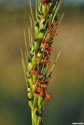 Echinochloa polystachya