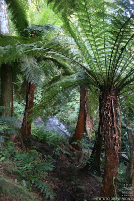 Chachí (Dicksonia sellowiana)
