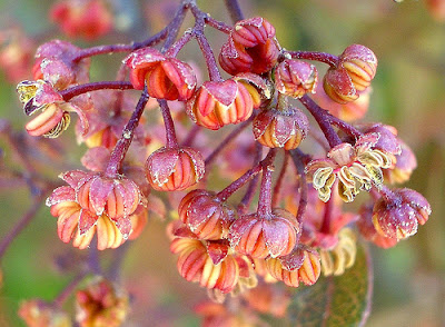 arbustos argentinos Chirca Dodonaea viscosa