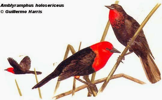 Scarlet headed Blackbird