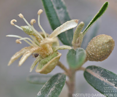 flora nativa