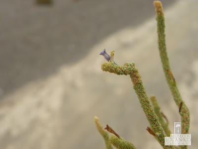 flor de Fabiana bryoides