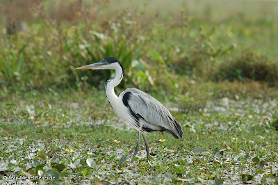 Garza mora Ardea cocoi