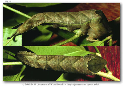 oruga de mariposa demofon