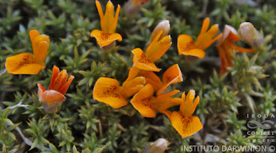 Anarthrophyllum burkartii