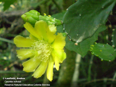 Tuna arbórea (Brasiliopuntia schulzii)
