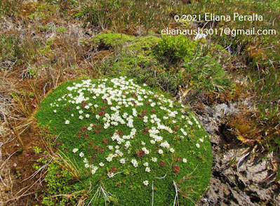 Donatia (Donatia fascicularis)
