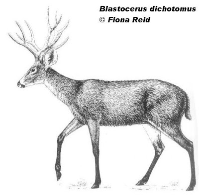 Marsh Deer