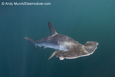 Pez martillo ahumado Sphyrna zygaena