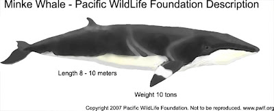 Common Minke Whale