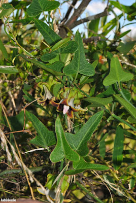 Tasi morado (Araujia megapotamica)