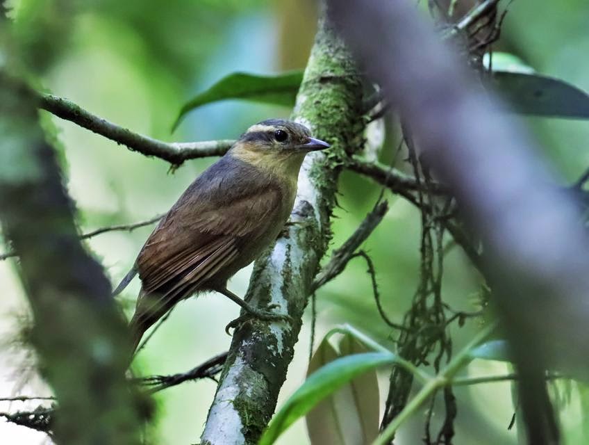 Ticotico ocráceo, Anabacerthia lichtensteini
