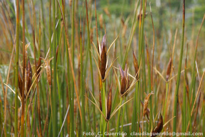 Junco canasto (Marsippospermum grandiflorum)