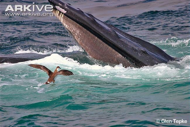 pardela cabeza negra Puffinus gravis