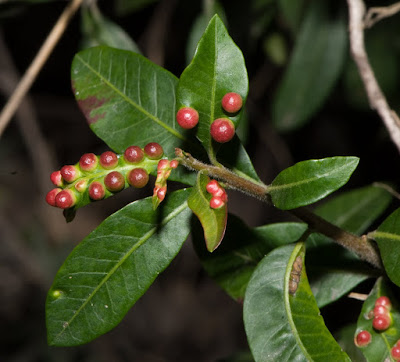 Molle Schinus longifolia