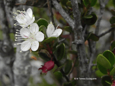 flora de la isla de los Estados