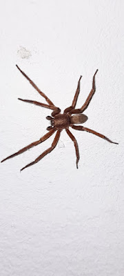 arañas argentinas Asthenoctenus borelli