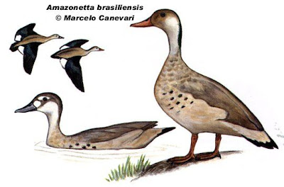 Pato cutiri Amazonetta brasiliensis
