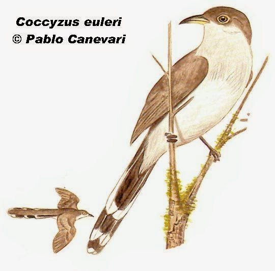 Pearly breasted Cuckoo