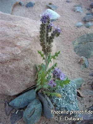 flora de la puna Putina
