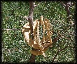Algarrobo chileno Prosopis chilensis