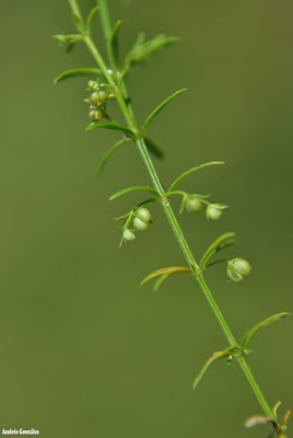 flora argentina
