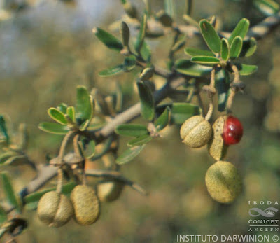 Atamisque (Atamisquea emarginata)