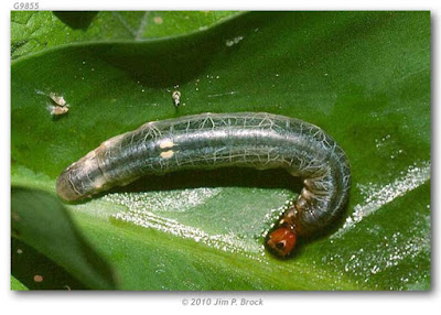 oruga de polilla achirera