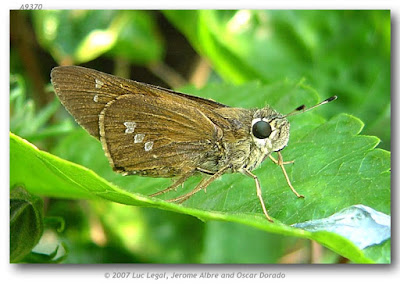 Polilla achirera (Calpodes ethilus)