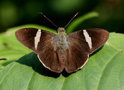 Mariposa saltarina franja blanca (Autochton zarex)