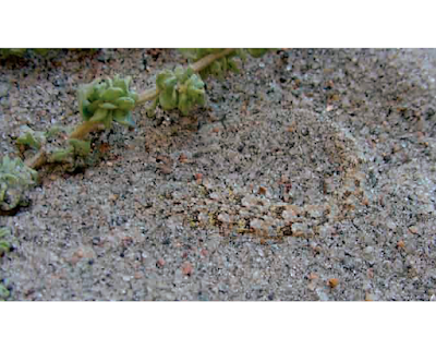 Lagartija flancos amarillos (Liolaemus scapularis)