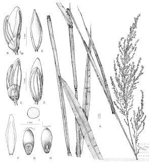 Carrizo (Hymenachne grumosa)