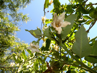 Tasi Araujia hortorum