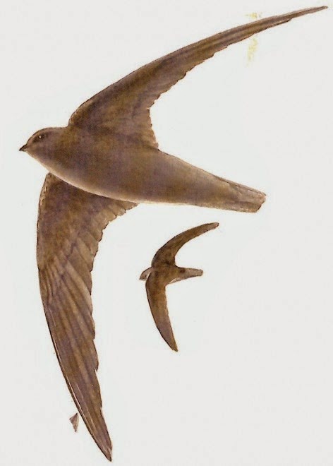 argentinian swift