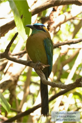 Blue crowned Motmot
