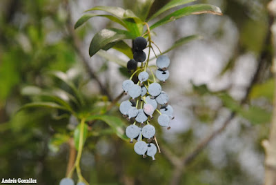 frutos de Berberis laurina