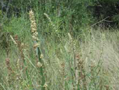 Carquejilla (Baccharis phyteumoides)