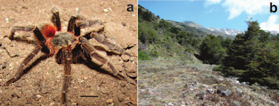 curruhue Euathlus tenebrarum