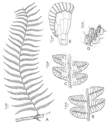 Helecho arborescente (Alsophila odonelliana)