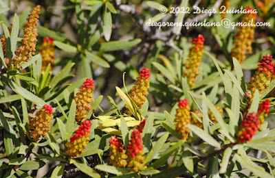 flora de los altos andes