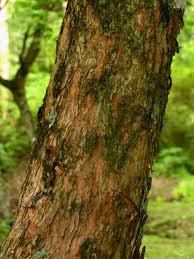 Allophylus edulis tronco