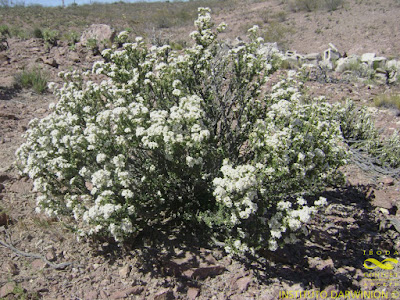 Tomillo de campo (Acantholippia seriphioides)