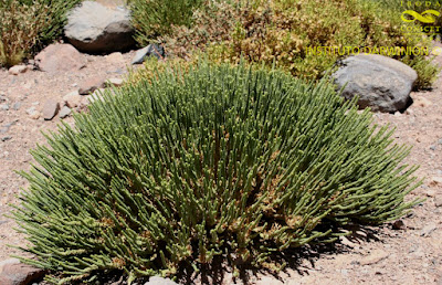 Fabiana bryoides