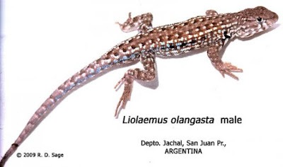 Lagartija olongasta (Liolaemus olongasta)
