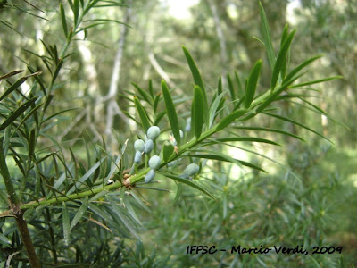 Pino bravo Podocarpus lambertii